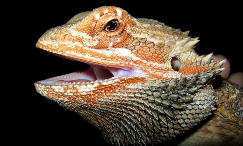 Guilty pet shop owner banned for five years