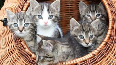 Rise in the number of ‘fake’ pets sold online