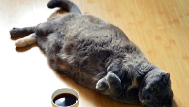 Over 900 percent increase in cats and dogs with diabetes