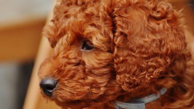 Dogs from puppy farms are more aggressive and fearful