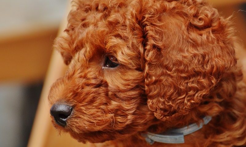 Dogs from puppy farms are more aggressive and fearful