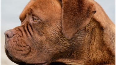One in three pet insurance claims are declined