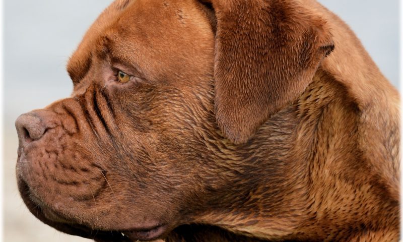 One in three pet insurance claims are declined