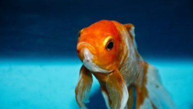 Expected increase of ‘forgotten fish’