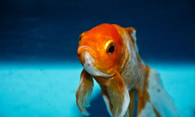 Expected increase of ‘forgotten fish’