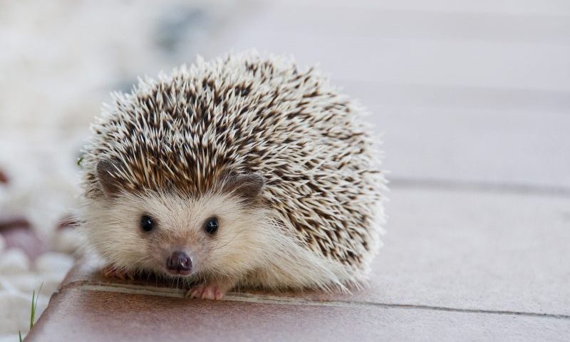 Spike in demand for pygmy hedgehogs