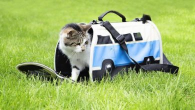 New VW Pet Carrier launched