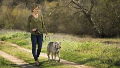 The Company of Animals launches new walking range