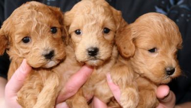 Panorama investigates ‘heartbreaking’ puppy farms