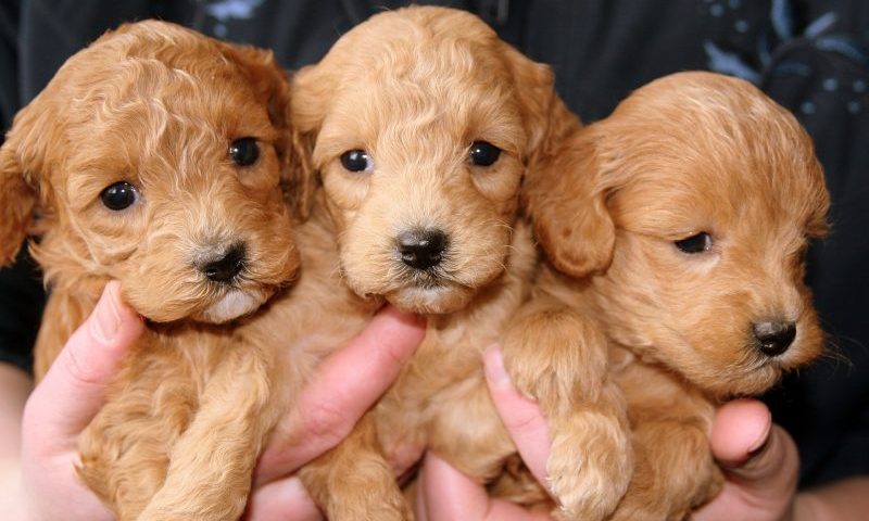 Panorama investigates ‘heartbreaking’ puppy farms