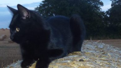 Fears raised over series of cat shootings