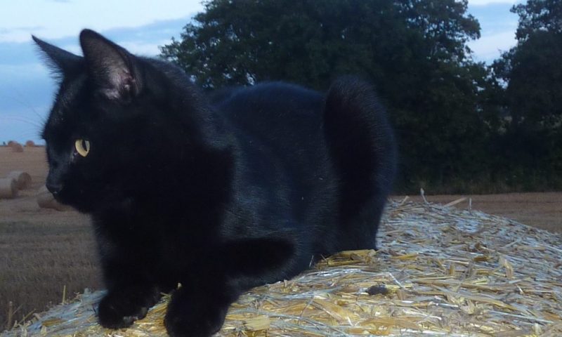 Fears raised over series of cat shootings