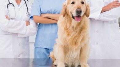 BSAVA launches new online resource to help vets