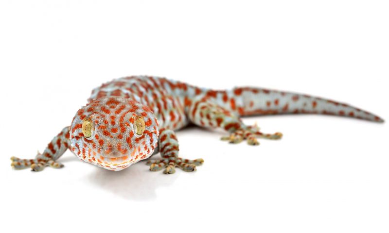 Arcadia attends Interzoo