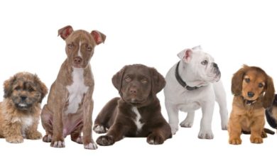 Only 59% of Londoners have had their canines neutered
