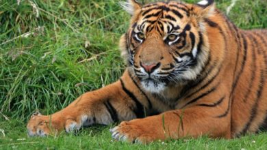 ‘Thousands’ of dangerous animals kept as pets in the UK