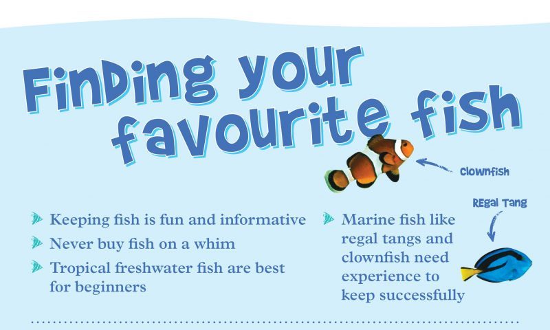 ‘Don’t buy fish on a whim’ warns OATA