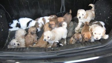 30 puppies seized in crackdown