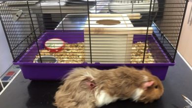 Guinea pig found in filthy hamster cage