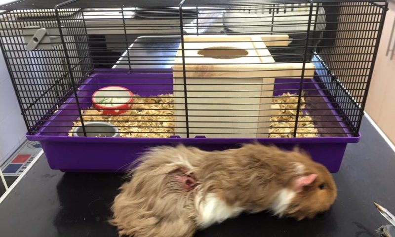 Guinea pig cage for hamster hot sale