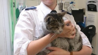 RSPCA Cat London Underground
