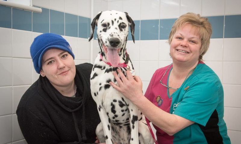 Greedy Dalmatian got more than she bargained for
