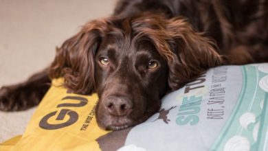Cold pressed dog food firm set to debut at Dog Fest