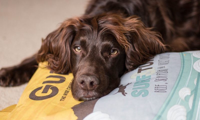 Cold pressed dog food firm set to debut at Dog Fest