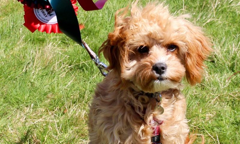 Vets hold charity dog show