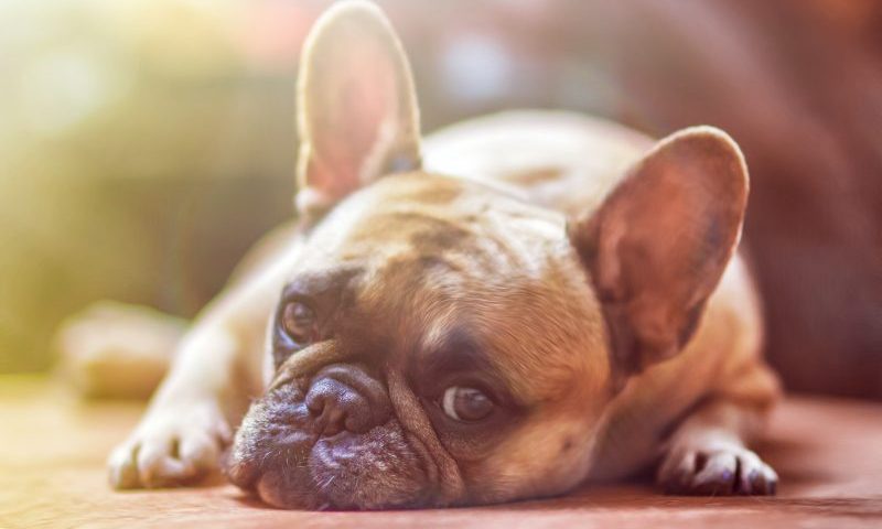 Calls for EU to tackle illegal trade