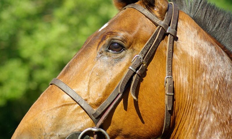 ‘Large-scale fraud’ conviction for vet and dealers