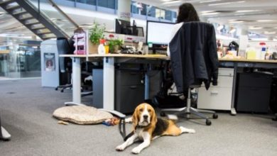 Over 80% of workplaces don’t allow dogs