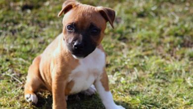 Over 5,000 dogs reported stolen since 2013
