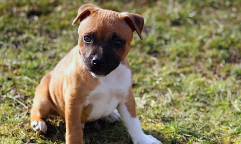 Over 5,000 dogs reported stolen since 2013