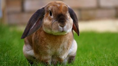 Charity slams Britain for rabbit neglect