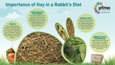Rabbit diets: Let’s hear it for hay