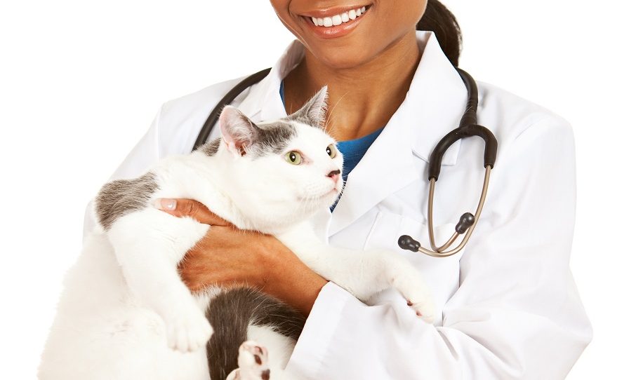 Animal Welfare Act, Vets