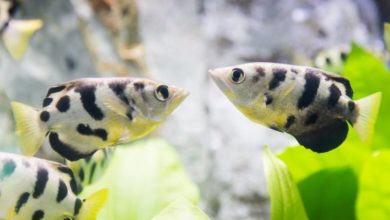 Fish can recognise human faces, new research shows
