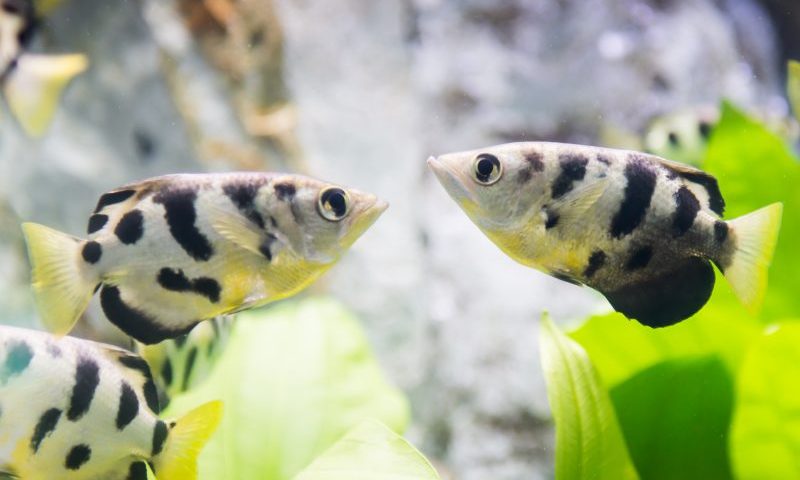 Fish can recognise human faces, new research shows