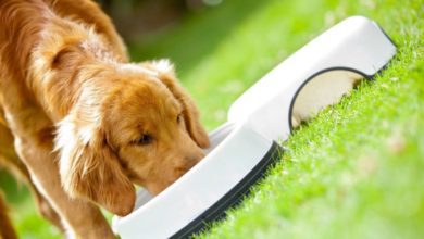 UK spends five times world average on pet food
