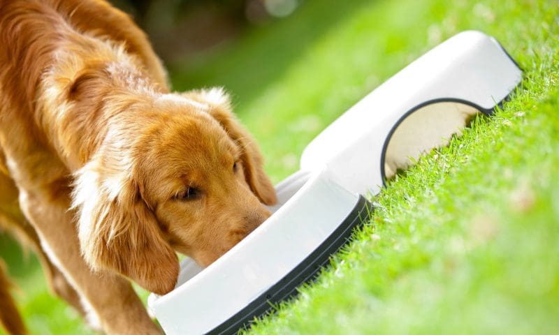 UK spends five times world average on pet food