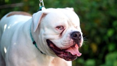 Vets issue urgent heat stroke warning