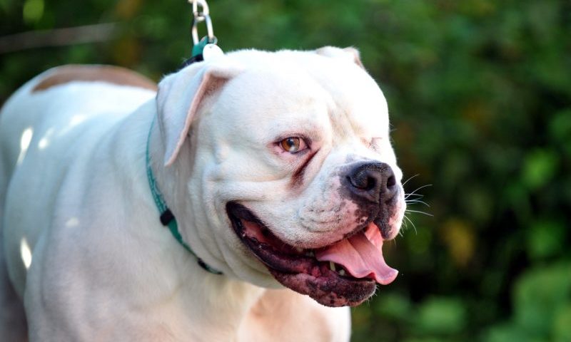 Vets issue urgent heat stroke warning