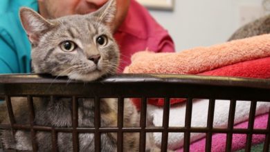 Kitten caught in washing machine ordeal