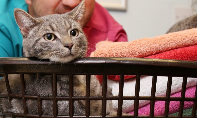 Kitten caught in washing machine ordeal