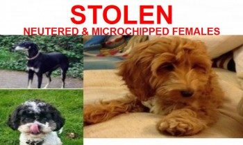 Pet Business Dogs Stolen