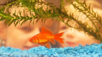Forecast of rise in pet fish sales