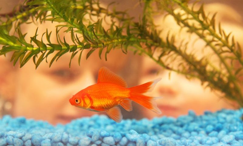 Forecast of rise in pet fish sales