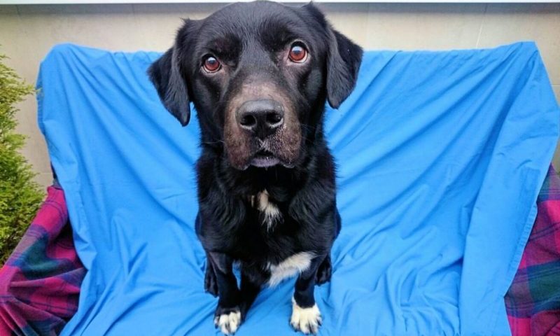 Emaciated dog finds happiness