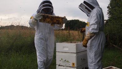 Veterinary practice adopts beehive